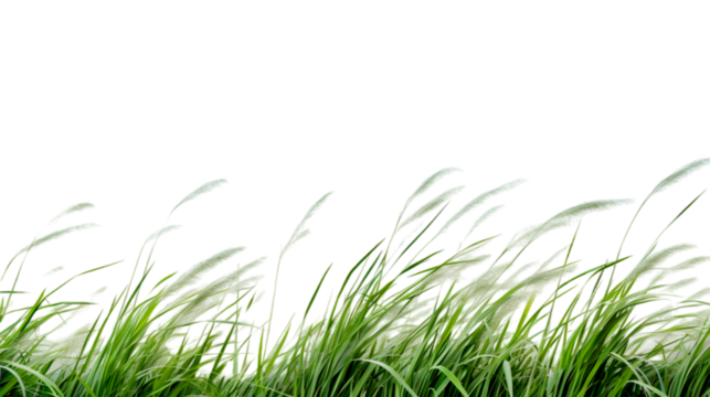 Nature tall meadow grass cut out transparent backgrounds.
