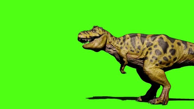 tyrannosaurus rex dinosaur green screen vector illustration