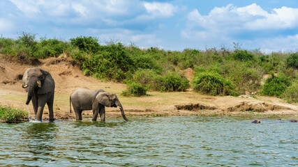 Fototapeta premium Elephants in a River. 