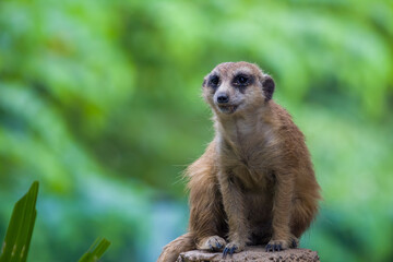 View of Meerkat or Suricate (Suricata suricatta) on the rock