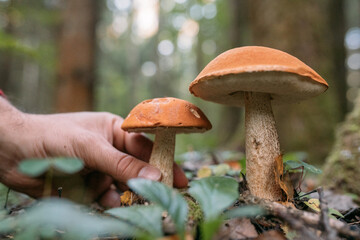 Edible, valuable mushrooms in the forest. Close-up.