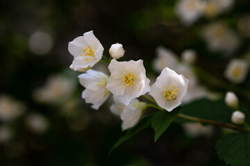Close-up shot of bowl-shaped white flowers with prominent yellow stamens of the Sweet mock orange or English dogwood (Philadelphus coronarius)
