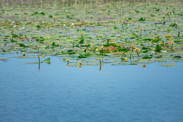 Lily pads in a lake with shallow depth of field. Nature flower background and water surface. Selective focus.
