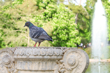 Pigeon perched on a fountain in a park