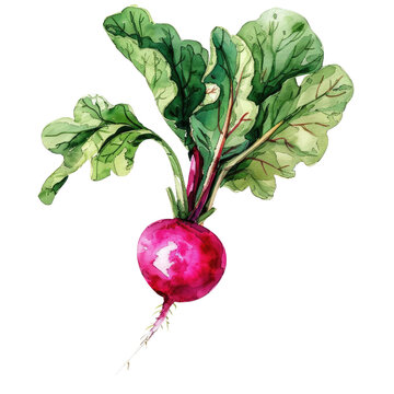recommend clip art: Watercolor illustration of a vibrant radish with lush green leaves, perfect for healthy food and gardening themes.