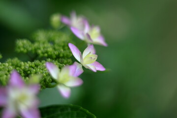 Obraz premium アジサイの花