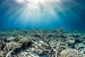Dead coral reef, with bleached and lifeless coral skeletons lying on the ocean floor, destroyed by pollution and climate change