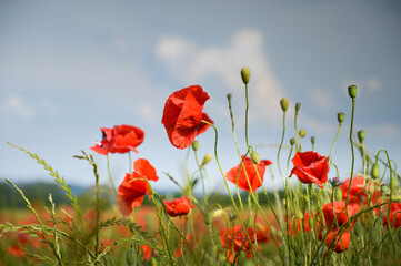 View of Poppy flowers during spring time, Lower Silesia, Poland