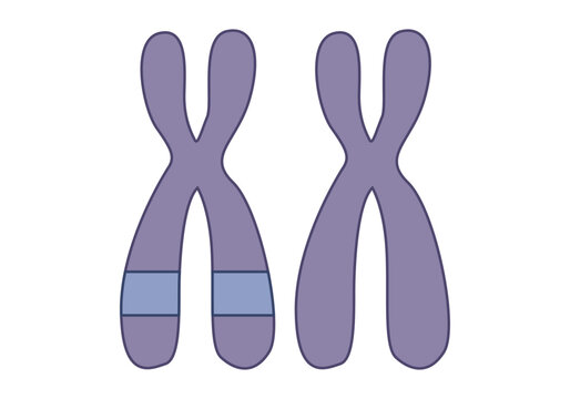 Cromosomas morado de humano en fondo blanco