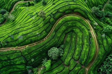 Fototapeta premium aerial view of endless tea plantation plants overhead in Asia