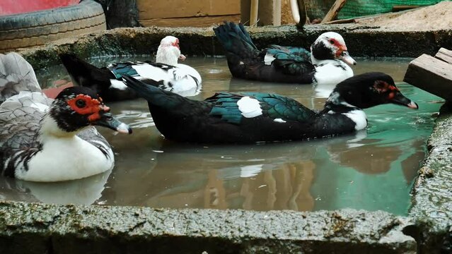 Ducks Mating on water in duck farm, father and mother ducks hybridize ,Natural sustainable breeding