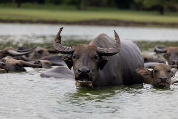 Obraz premium Water buffalo grazing peacefully in the river amidst lush greenery and wildlife