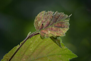 close-up of leaf