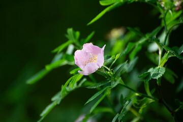 pink flower in the garden