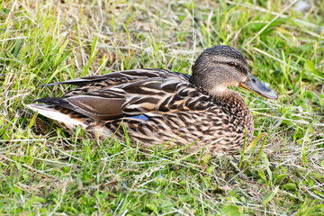 duck on the grass