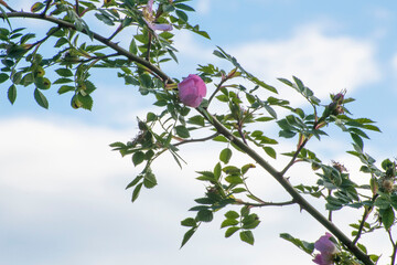 branch of lilac