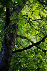 green leaves in the forest