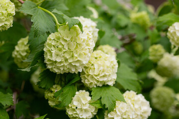 decorative viburnum buldenezh Viburnum Boulle-de-neig, Viburnum opulus Roseum, Snow globe blooms