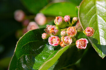 Appearance of branches, leaves, open flowers, anthers on the upper side of Cotoneaster lucidus. the family Rosaceae