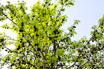 Aesculus Hippocastanum trees in El Retiro Park in Madrid city