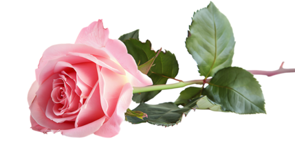 pink rose isolated on transparent background