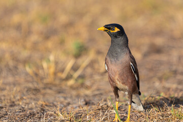 mynah bird yellow-billed starling close-up