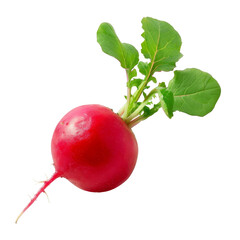 Radish Isolated on a Transparent Background