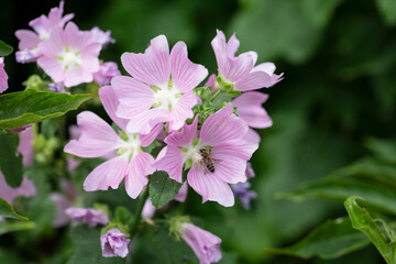 Malva sylvestris pink flowers. Common mallow (Malva sylvestris) flowers. Wild Mallow Malva sylvestris.
