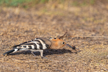 Portrait of the Hoopoe Bird