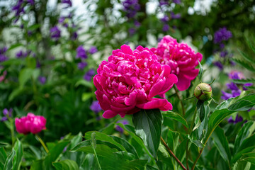 Pion. A genus of herbaceous perennials and deciduous shrubs.
