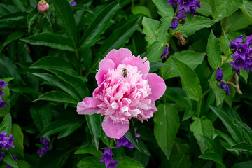 Pion. A genus of herbaceous perennials and deciduous shrubs.