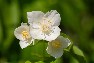 Close-up shot of bowl-shaped white flowers with prominent yellow stamens of the Sweet mock orange or English dogwood Philadelphus coronarius