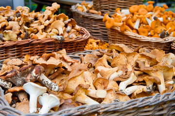 Gourmet kitchen with baskets of fresh wild mushrooms, including chanterelles, porcini, and morels, waiting to be transformed into delicious culinary creations