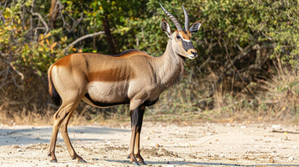Fototapeta premium Roan antelope standing in natural habitat