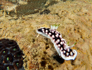 A Goniobranchus geometricus nudibranch crawling on soft coral Boracay Island Philippines