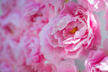 Flowers pink peonies. Floral spring background. Artificial Petals peonies decoration on wedding party. Close-up.