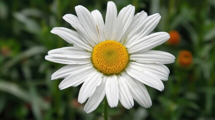 Obraz premium Dainty Daisy A Delightful Flower