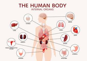 Human female body anatomy internal organs and parts diagram poster