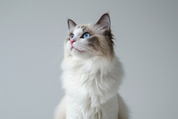 Fluffy white cat with blue eyes looking up.
