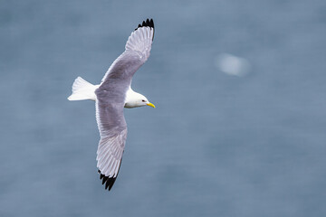 Black-legged Kittiwake, Rissa tridactyla, birds in flight over cliffs, Bempton Cliffs, North Yorkshire, England
