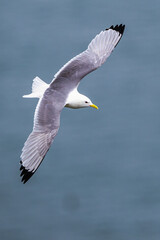 Black-legged Kittiwake, Rissa tridactyla, birds in flight over cliffs, Bempton Cliffs, North Yorkshire, England