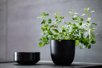 fresh mint in a pot on the kitchen counter