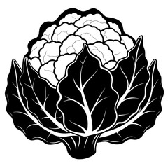 Cauliflower vector silhouette illustration svg file