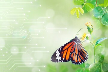 Monarch butterfly on flower stamen macro shot