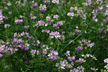 Fototapeta premium Beautiful, delicate white and pink flowers of crown vetch (Securigera varia)