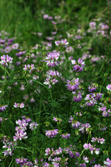 Beautiful, delicate white and pink flowers of crown vetch (Securigera varia)