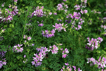 Beautiful, delicate white and pink flowers of crown vetch (Securigera varia)