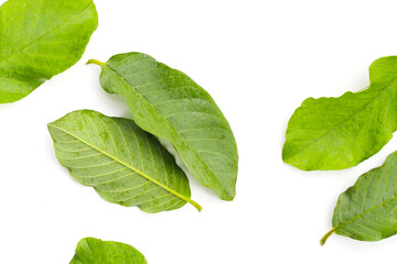 Guava leaves on white background.