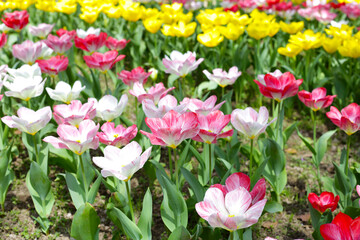Beautiful tulip flower garden. The Expo 70 Commemorative Park, Osaka, Japan