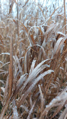 Fototapeta premium Vertical photo of dry yellow grass with traces of snow and frost